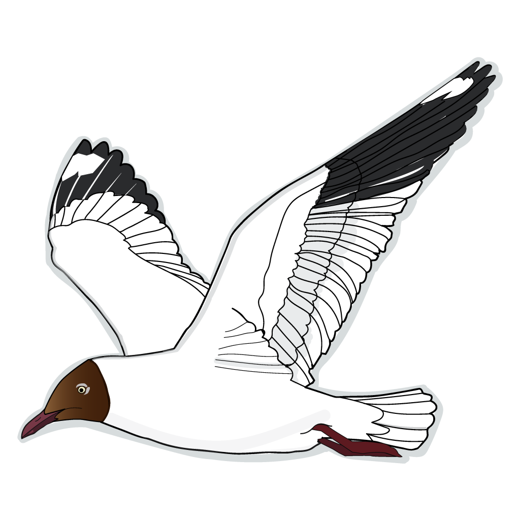 This image has an empty alt attribute; its file name is Gull-1024x1024.png